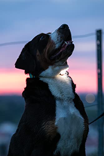 Max & Molly LED Dog Collar Light - USB Rechargeable Safety Light for Night Walking, Running, Hiking