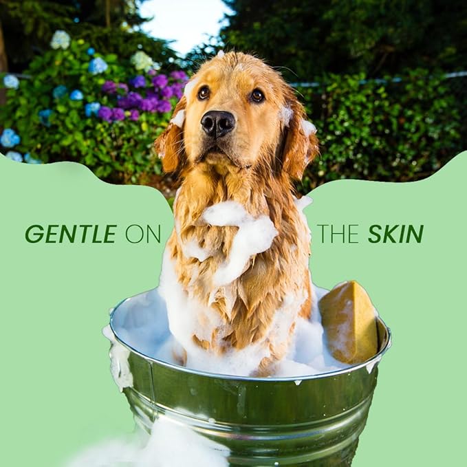 Scentament Spa Seasonal Facial & Body Wash, Berry Amaretto, 1 Gallon, Model: S55-Gallon