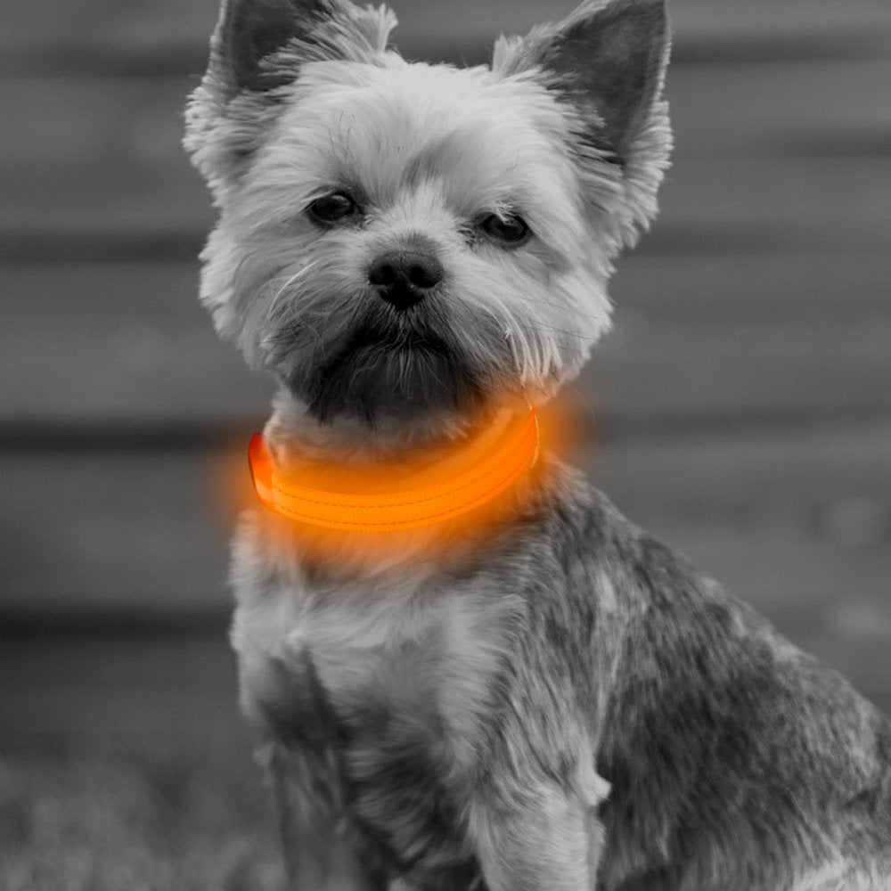 BSEEN Light Up Dog Collar, Rechargeable LED Dog Collar Glowing Cat Collars Reflective Puppy Collar Safety Dog Lights for Night Walking(Orange, XS)
