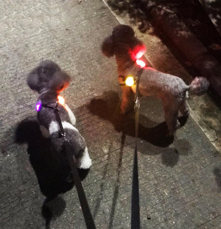 Avando Dog Collar Light, Dog Lights for Might Walking Waterproof Silicon LED Dog Collar Safety Night Walking Lights for Dog and Cat - Batteries Included (3 pcs)