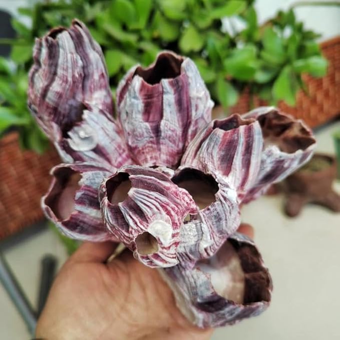 Large Purple Barnacles Clusters, Aquarium Decor with Purple Coral for Fish Tank