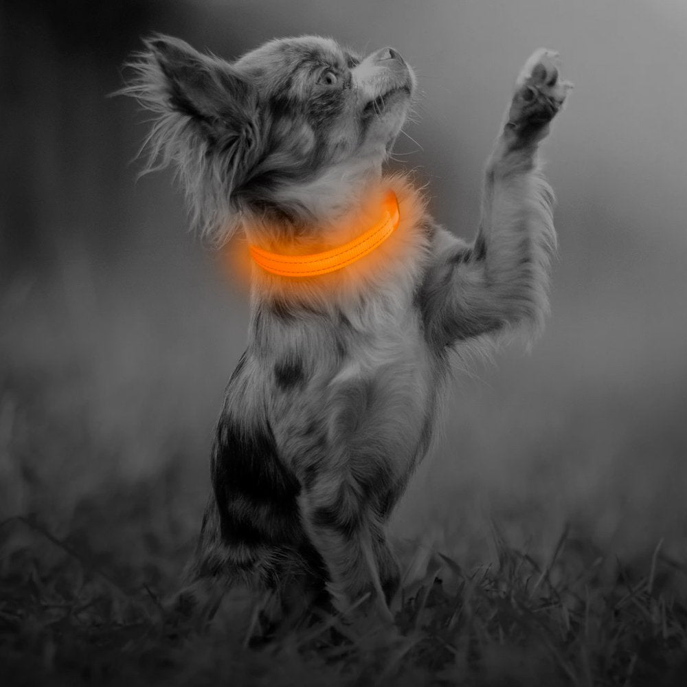 BSEEN Light Up Dog Collar, Rechargeable LED Dog Collar Glowing Cat Collars Reflective Puppy Collar Safety Dog Lights for Night Walking(Orange, XS)