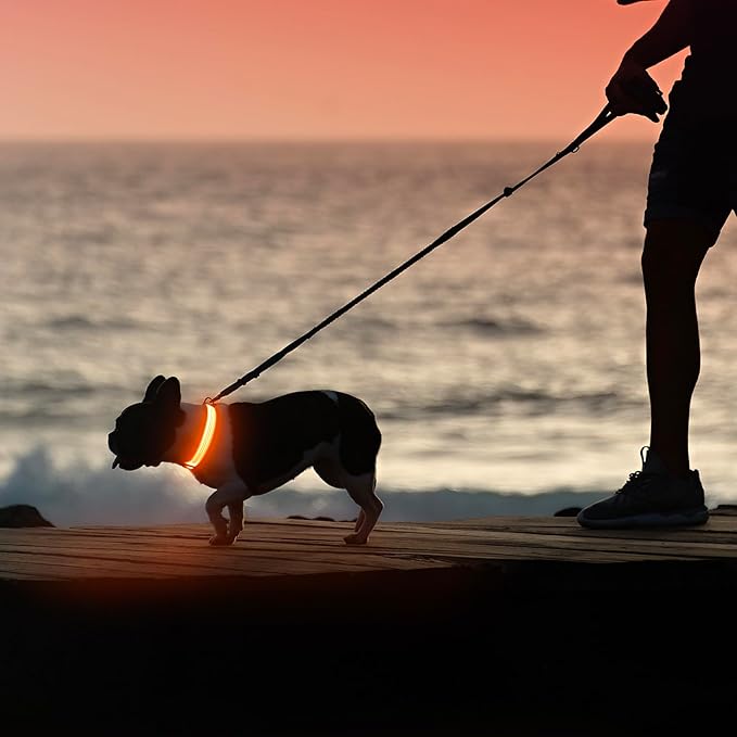 Illumifun LED Dog Collar USB Rechargeable Light Up Dog Collar, Reflective Pet Safety Collar Light Glow in The Dark (Orangeā
¢, Medium)