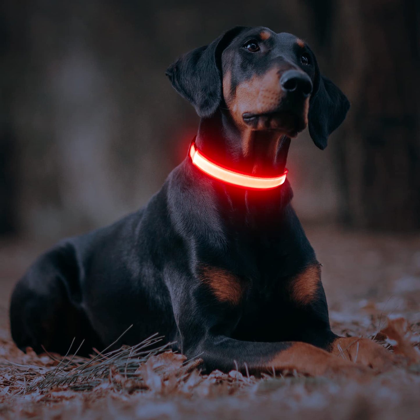 Domagiker Light Up Dog Collars - USB Rechargeable Glowing LED Dog Collar - High Visibility Adjustable Lighted Pet Collar, Flashing Dog Lights for Night Walking (Medium, Red)