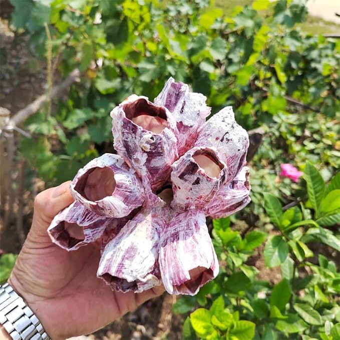 Large Purple Barnacles Clusters, Aquarium Decor with Purple Coral for Fish Tank