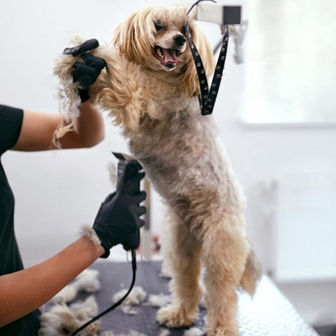 10 Blade Dog Grooming Clipper Blades Compatible with Andis Dog Clippers,Detachable Stainless Steel Blade,Size 10, 1/16-Inch Cut Length