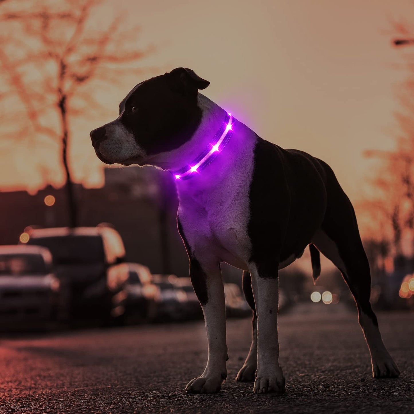 MASBRILL Led Dog Collar, Rechargeable Light Up Collar with Water-Resistant Flashing Glow for Dogs