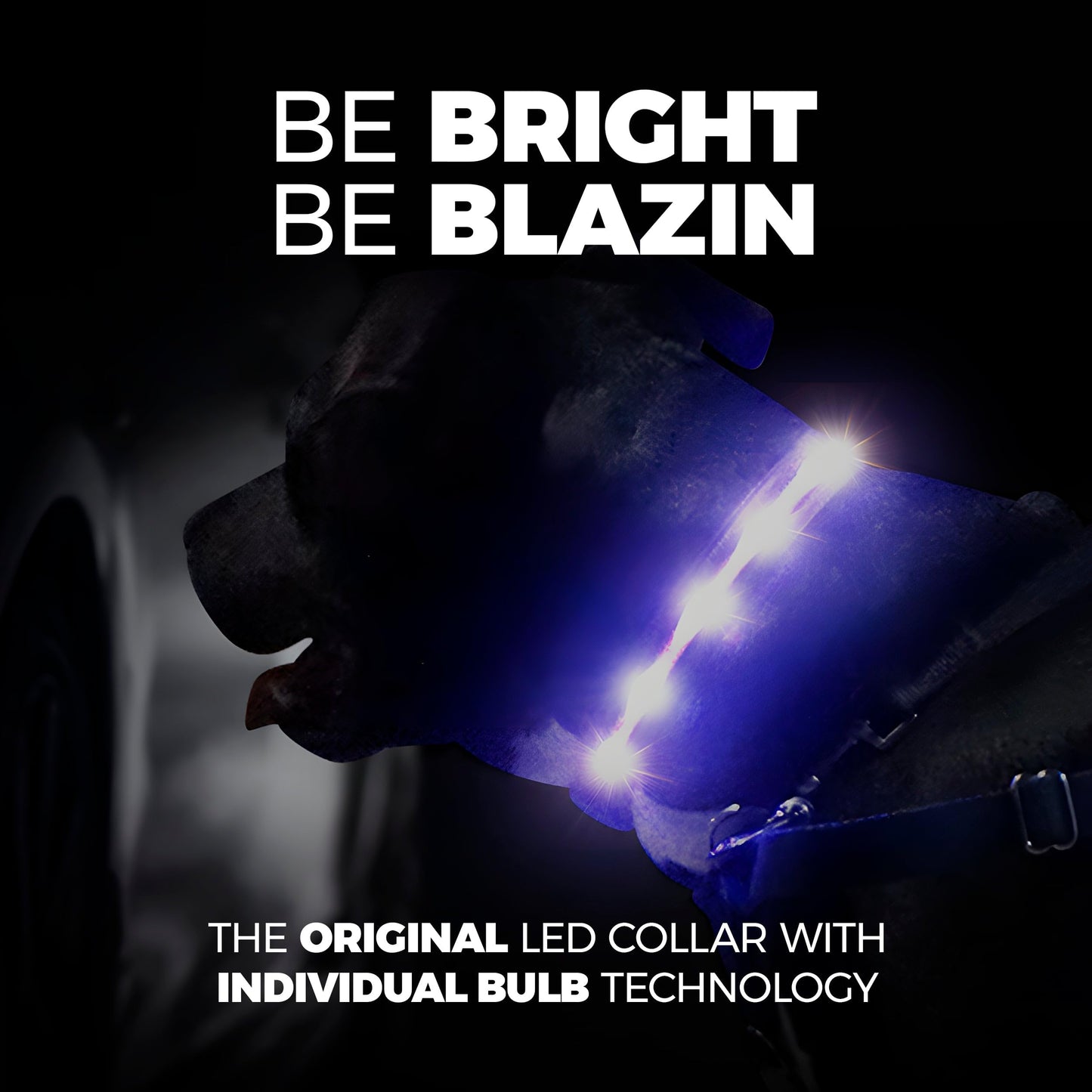Blazin Light Up Dog Collar - The Original LED Dog Collar - USB Rechargeable - Waterproof - 1,000 Feet of Visibility - Dog Collar Light for Small, Medium, Large Dogs - US Brand