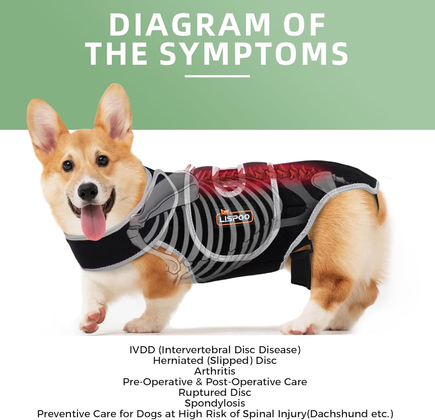 IVDD Dog Back Brace | Post-Surgery Support & Arthritis Relief | Vet-Recommended Spinal Support for Dogs | Breathable Fabric with Support Rods & Adjustable Straps (Size XL)