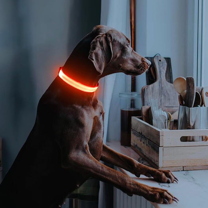 Illumifun LED Dog Collar, Adjustable Light Up Dog Collars, USB Rechargeable Water-Resistant Glowing Safety Collar Light (Orange, Small)