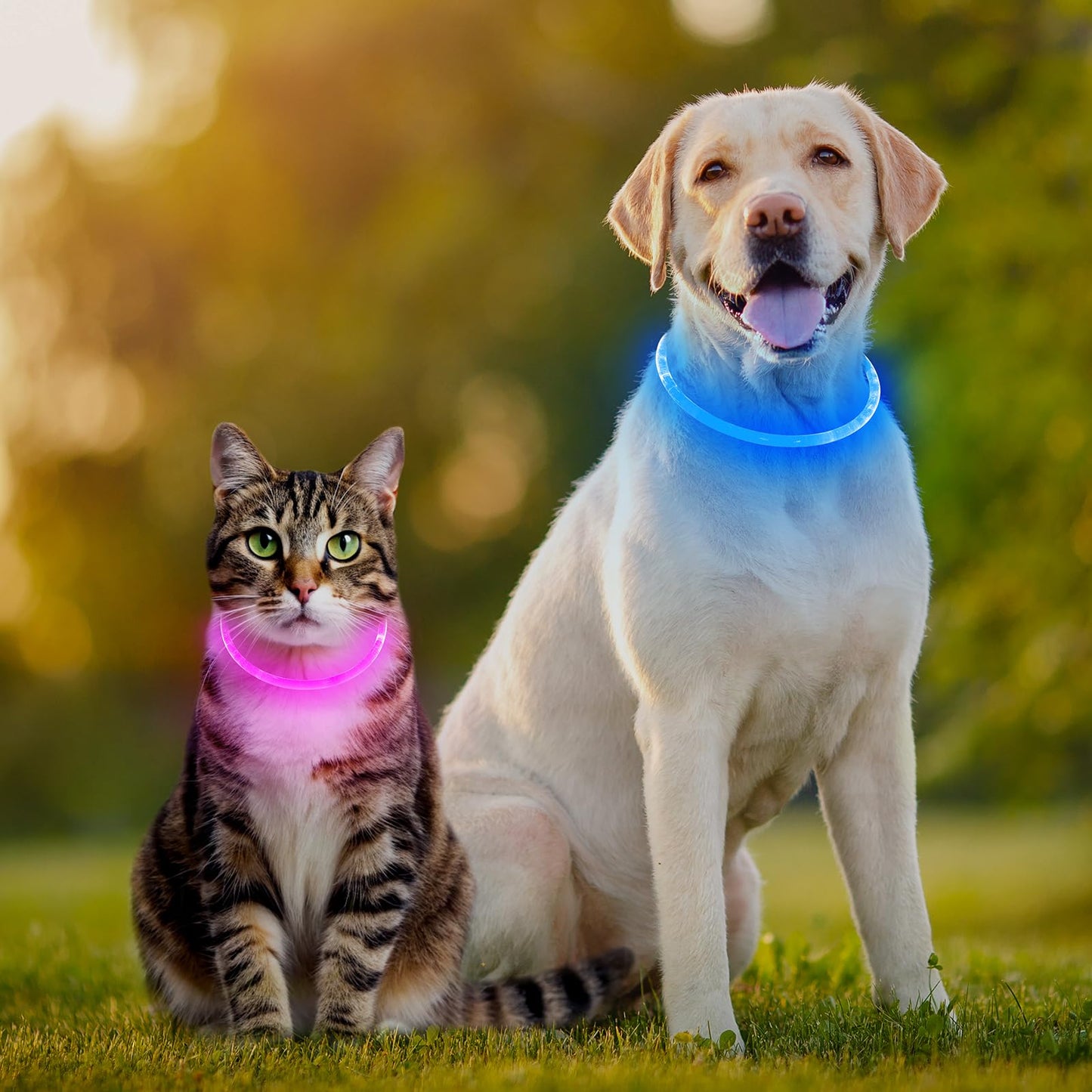 2 Pack Light Up Dog Collar, USB Rechargeable Dog Collar Light for Night Walking, Led Lighted Dog Collar, Glow in The Dark Dog Collar for Small Medium Large Dogs (Pink+Blue)