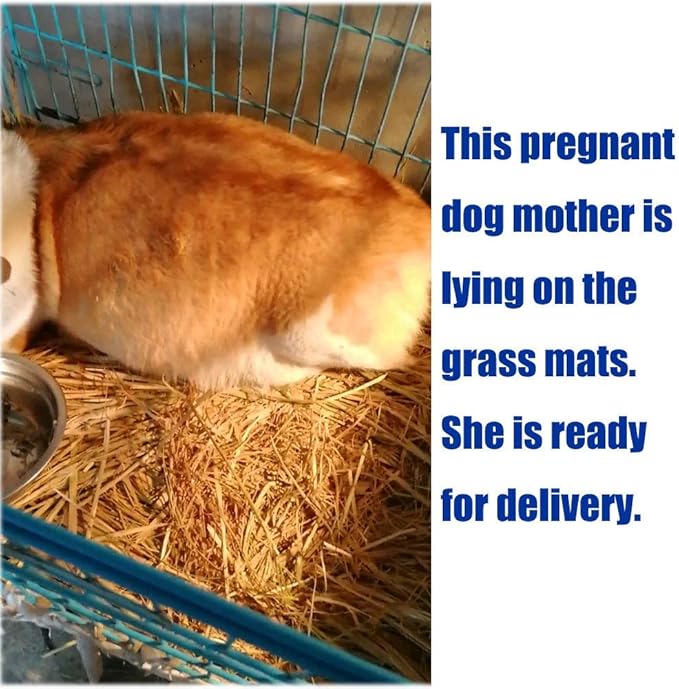 Grass Mat for Rabbit Bunny Chew Toys Woven Bed Mat for Guinea Pig Chinchilla Squirrel Hamster Cat Dog and Small Animal