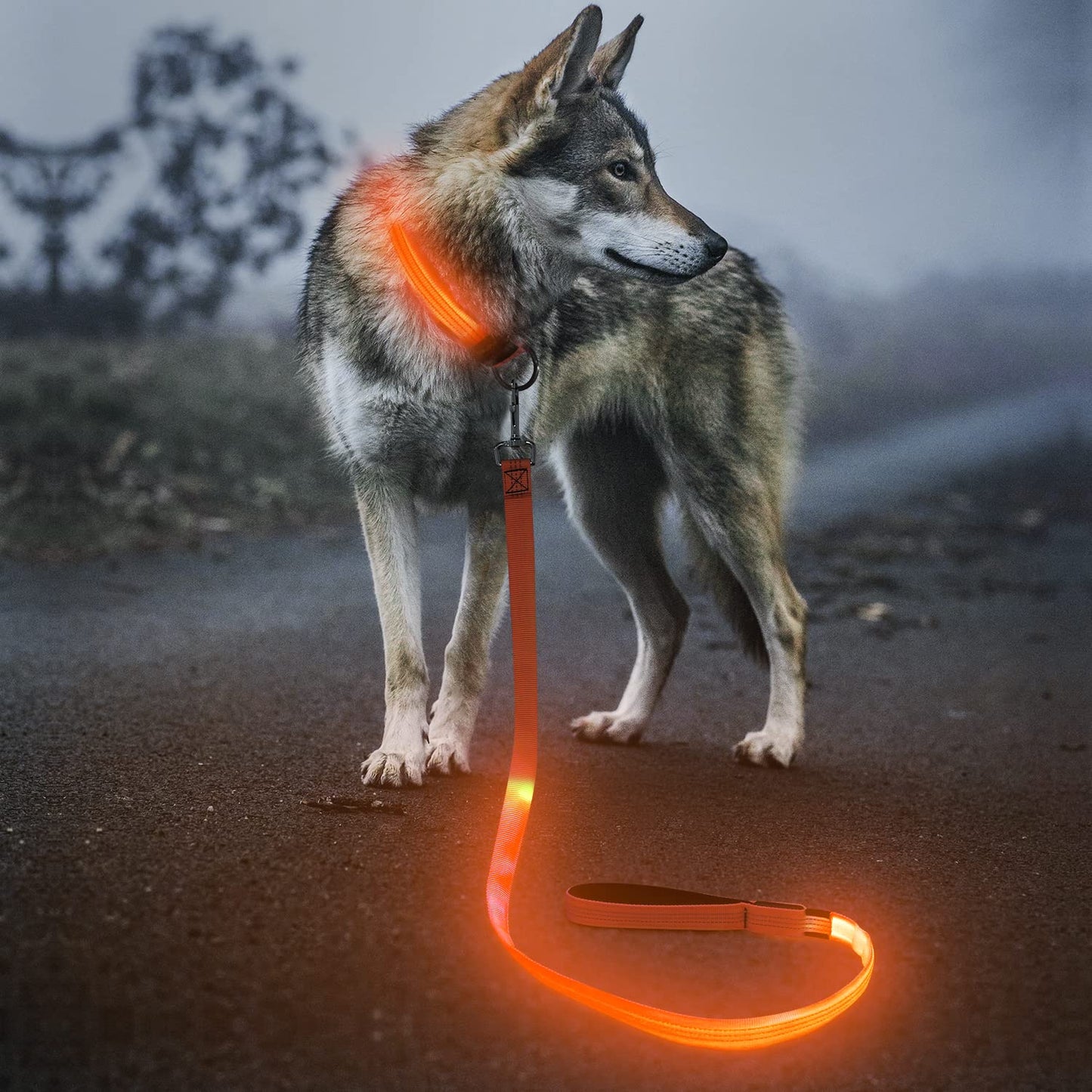 BSEEN LED Dog Leash, Reflective Light Up Dog Leash Rechargeable Glowing Pet Lead Safety Dog Lights for Night Walking (4 Ft, Reflective Orange)