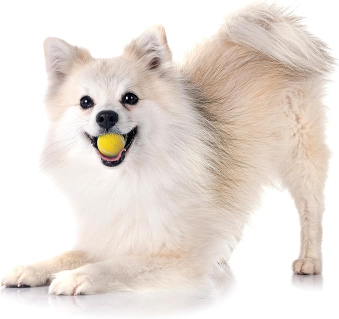 Playology Squeaky Dog Toy | Durable Rubber Interactive Dog Ball | Chicken Scented Fetch Ball for Small Dogs, Value 3-Pack | Floating Dog Toy Made from Non Toxic Materials