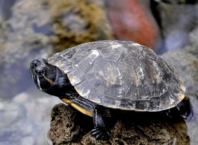 kimoe 5LB 100% Natural Non-GMO Dried mealworms-High-Protein for Birds, Chicken,Ducks