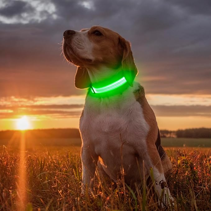 Illumifun LED Dog Collar, Rechargeable Light Up Collars, Reflective Safety Collar Light for Nighttime Walking Camping (Greenā
¢, Medium)