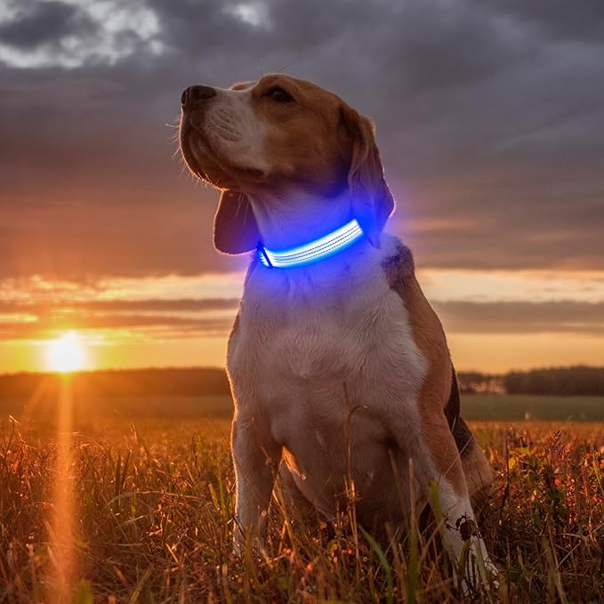 Illumifun LED Dog Collar, Reflective Light Up Collars for Small Dog, USB Rechargeable Pet Collar Light for Dogs Walking Camping (Blueā
¢, Small)