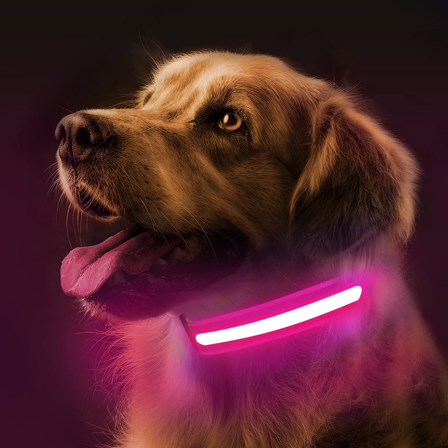Omni Soulmate LED Dog Collar - Light Up Collars for Night, Personalized, Small & Large Dogs