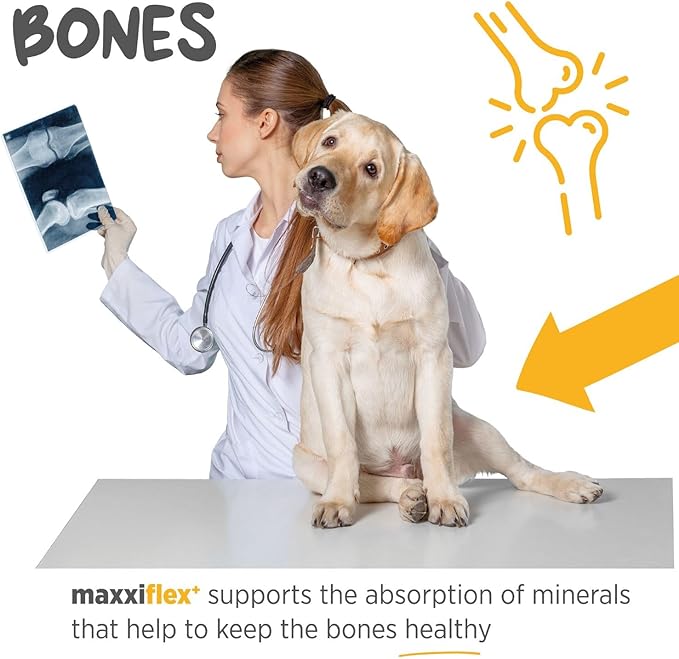 maxxipaws - maxxiflex+ Hip & Joint Supplement for Dogs with Glucosamine, Chondroitin, MSM & Collagen | Mobility, Flexibility & Discomfort Support | Senior, Adult & All Breeds | 60 Tablets