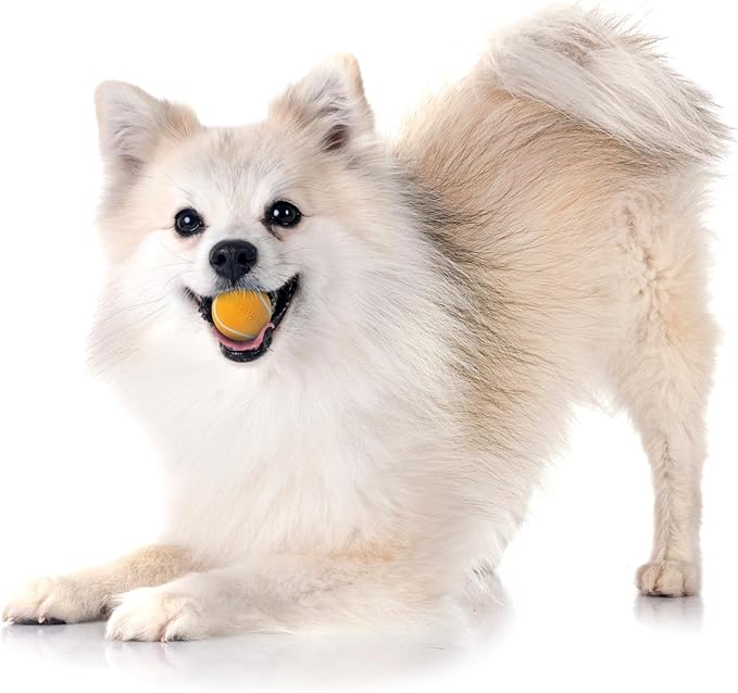 Playology Squeaky Dog Toy | Durable Rubber Interactive Dog Ball | Beef Scented Fetch Ball for Small Dogs, Value 3-Pack | Floating Dog Toy Made from Non Toxic Materials