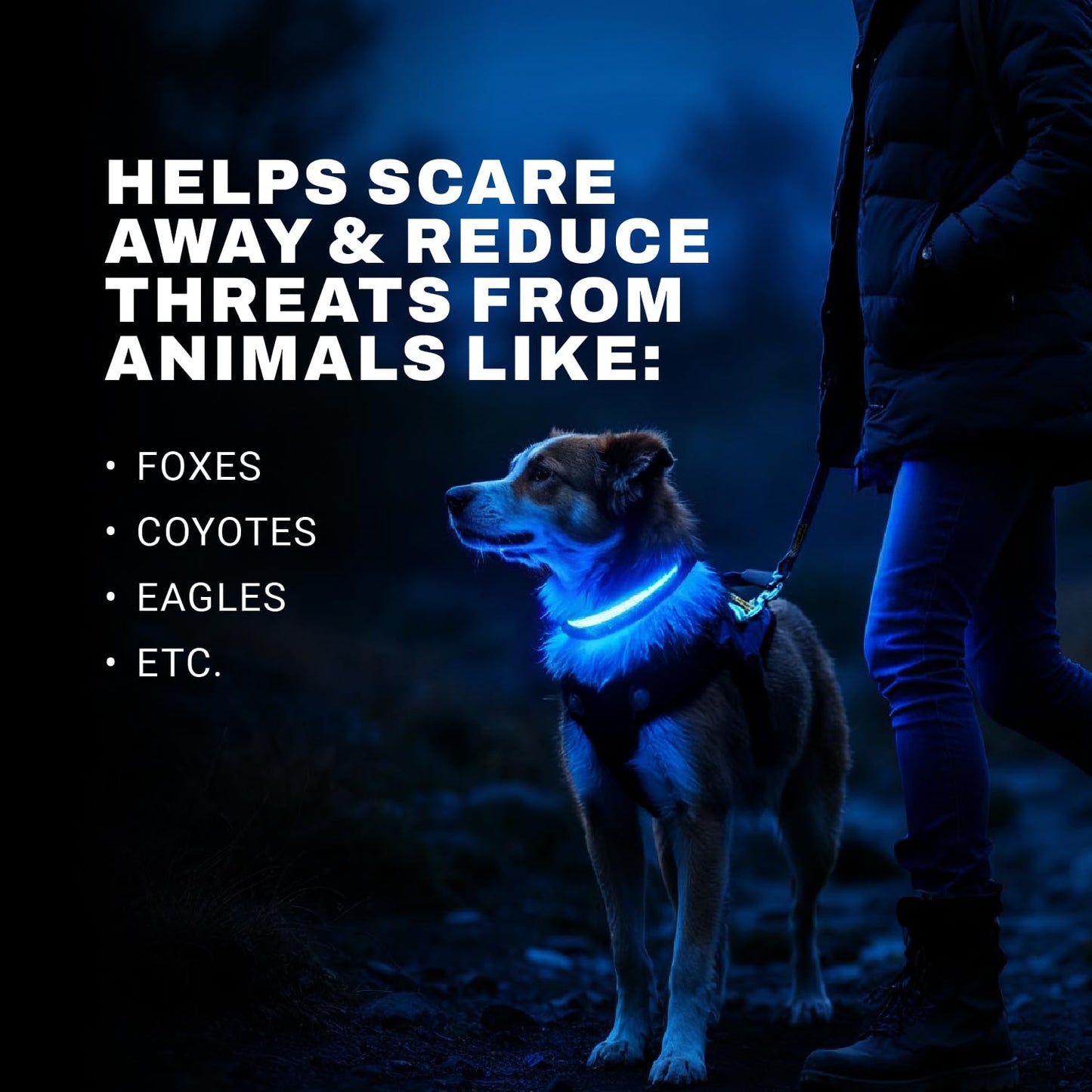 ZAPRIX LED Dog Collar - Bright Premium Weatherproof Light Up Collar for Pet Safety, USB C Rechargeable & Adjustable for Small, Medium & Large Dogs (Multicolor, Medium)