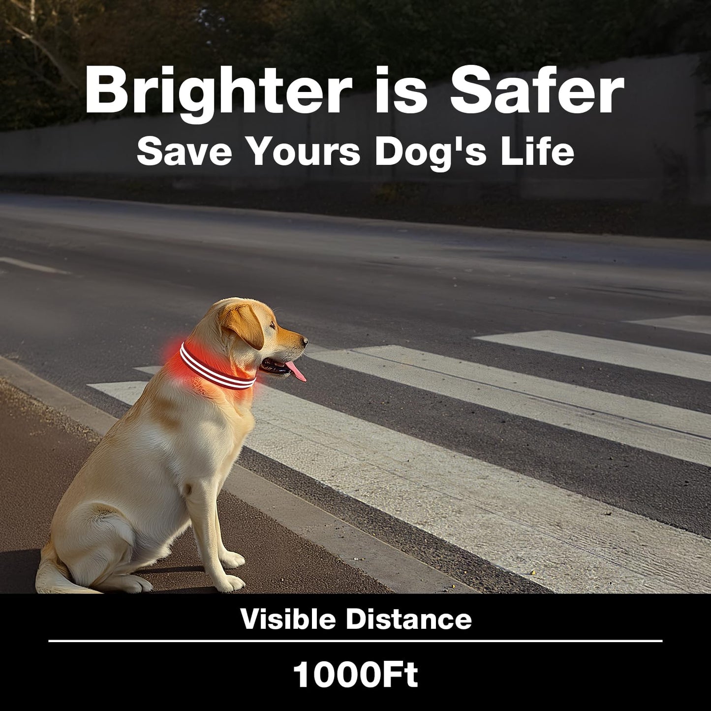 LED Dog Collar, Light Up Dog Collar, Lighted Dog Collars Adjustable for Night Walking, Glow in The Dark Dog Collars Light with USB Rechargeable Color Changing Waterproof for Dogs (Black, Small)