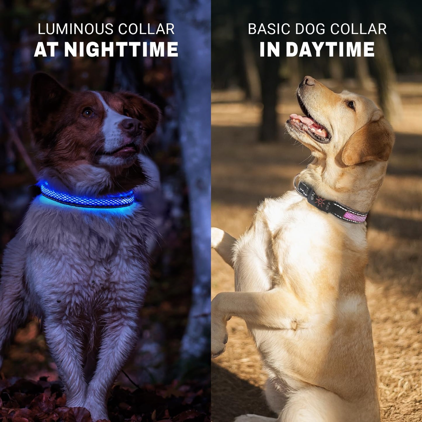 ZAPRIX LED Dog Collar - Bright Premium Weatherproof Light Up Collar for Pet Safety, USB C Rechargeable & Adjustable for Small, Medium & Large Dogs (Multicolor, Medium)
