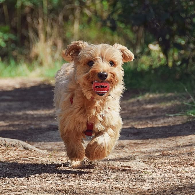 Dog Squeaky Tennis Balls for Pet Playing in 3 Sizes Premium Strong Dog & Puppy Balls for Training, Play, Exercise The Easiest Color for Dogs Red Yellow Blue (Small-12pack)