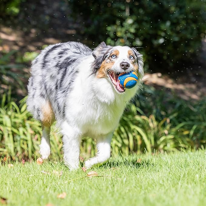 Chuckit! Ultra Ball Dog Toy - Medium Bouncy Fetch Balls for Dogs 20-60 lbs - Made from Durable Rubber - Floating Water Pet Toys - Size Medium - 2.5-inch Diameter - Pack of 3