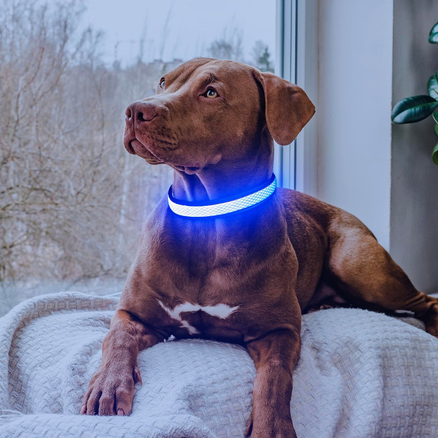 Flashseen LED Dog Collar, Light Up Dog Collar USB Rechargeable, Brightest Dog Lights for Night Walking, Adjustable Dog Collar Light for Dog Safety (Large, Royal Blue)