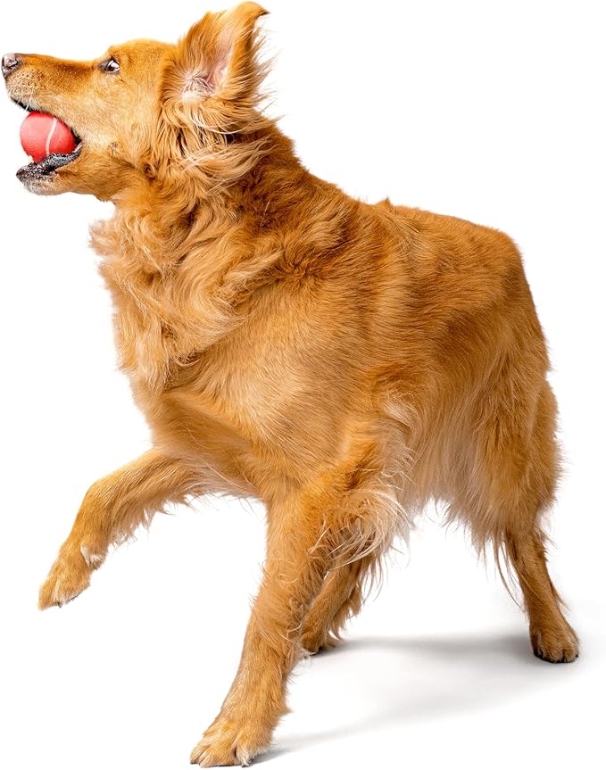 Playology Squeaky Dog Toy | Durable Rubber Interactive Dog Ball | Beef Scented Fetch Ball for Medium Dogs | Floating Dog Toy Made from Non Toxic Materials