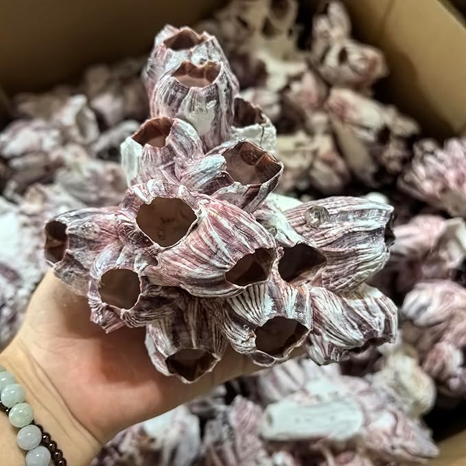 Large Purple Barnacles Clusters, Aquarium Decor with Purple Coral for Fish Tank