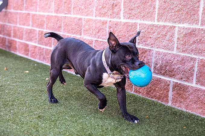 Jolly Pets Large Soccer Ball Floating-Bouncing Dog Toy, 8 inch Diameter, Ocean Blue