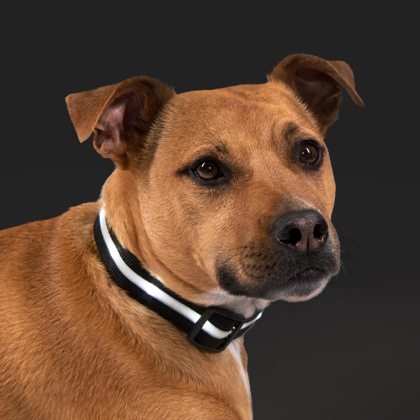 Blazin Light Up Dog Collar - The Original LED Dog Collar - USB Rechargeable - Waterproof - 1,000 Feet of Visibility - Dog Collar Light for Small, Medium, Large Dogs - US Brand