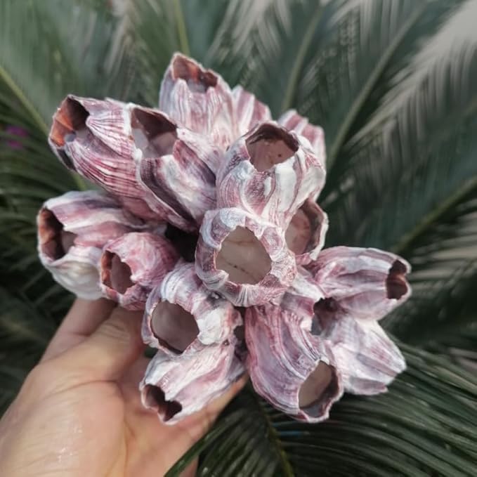 Large Purple Barnacles Clusters, Aquarium Decor with Purple Coral for Fish Tank