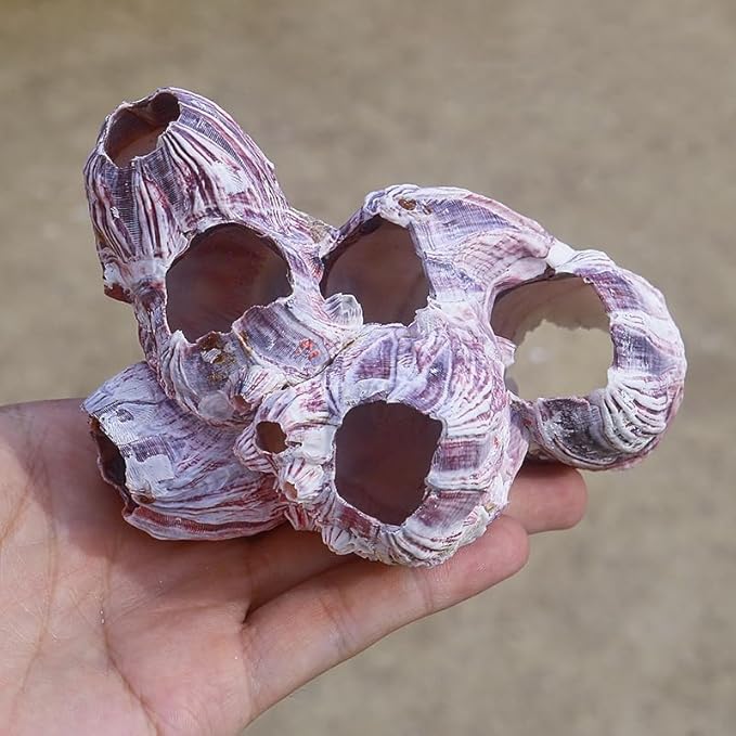 Large Purple Barnacles Clusters, Aquarium Decor with Purple Coral for Fish Tank