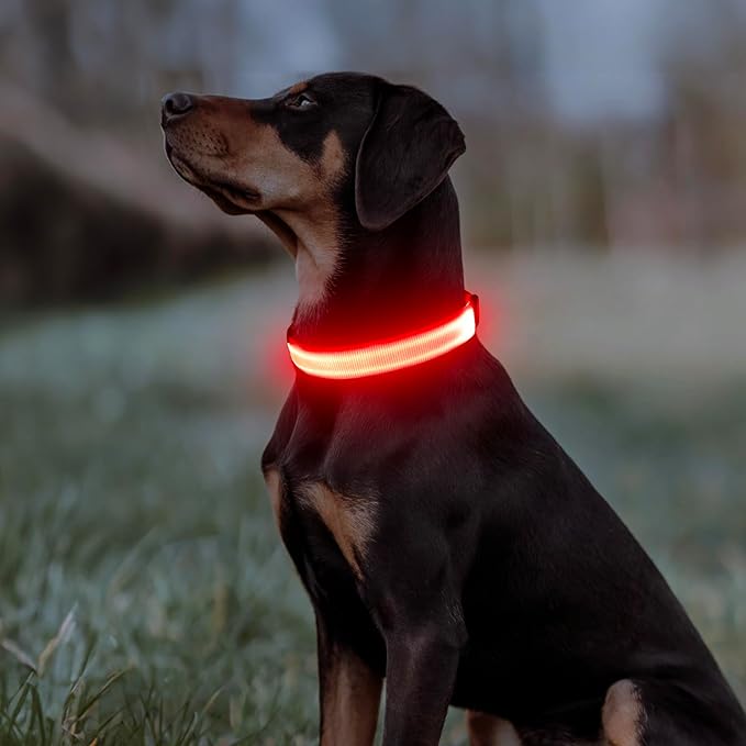 Illumifun LED Dog Collar - Adjustable Light Up Dog Collar - Safety Pet Collar Light Make Your Dogs Safe& Seen at Night (Red, Small)