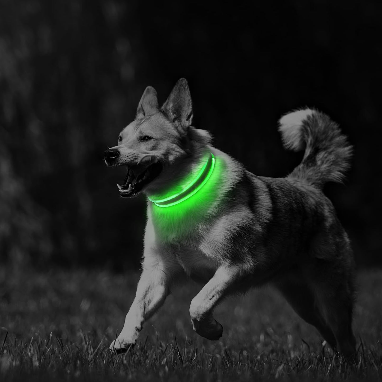 PcEoTllar Light up Dog Collars Rechargeable, LED Dog Collar Night Walking, Waterproof Flashing Glow in The Dark Dog Collars, Adjustable Dog Lights for Large Small Medium Dogs Green-m
