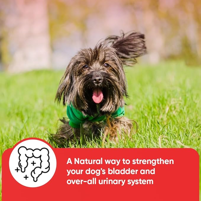 iHeartDogs Extra Strength Urinary, Bladder, & Kidney Support for Dogs – Cranberry, D-Mannose & Echinacea Helps Frequent UTIs, Strengthens Weak & Incontinent Bladder