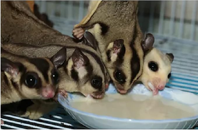 Honey & Fruit Instant-HPW (8 oz.) - All Natural Vitamin Enriched Sugar Glider Food - Healthy & Nutritious - High Protein Wombaroo - Staple Diet