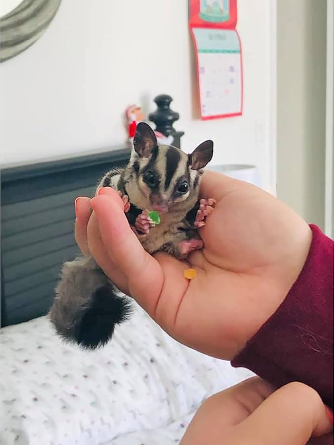 Island Blend Treat (18 lb.) - Healthy Natural Dried Diced Fruit Treat - Pineapple & Papaya - Sugar Gliders, Rats, Chinchillas, Ferrets, Parrots, Hamsters, Squirrels, Hedgehogs, Guinea Pigs, Small Pets