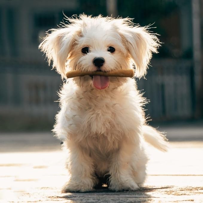 Wildfang® Coffee Wood Dog Chew, XXS - Tough Chew Toys for Aggressive Chewers, Dog Teething Toys for Puppies, Training for Chewing Muscles, Coffee Tree Sticks for XX-Small Dogs (Under 11 lbs)