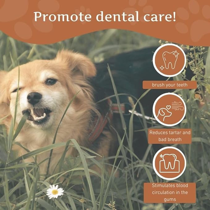 Wildfang® Coffee Wood Dog Chew, XXS - Tough Chew Toys for Aggressive Chewers, Dog Teething Toys for Puppies, Training for Chewing Muscles, Coffee Tree Sticks for XX-Small Dogs (Under 11 lbs)