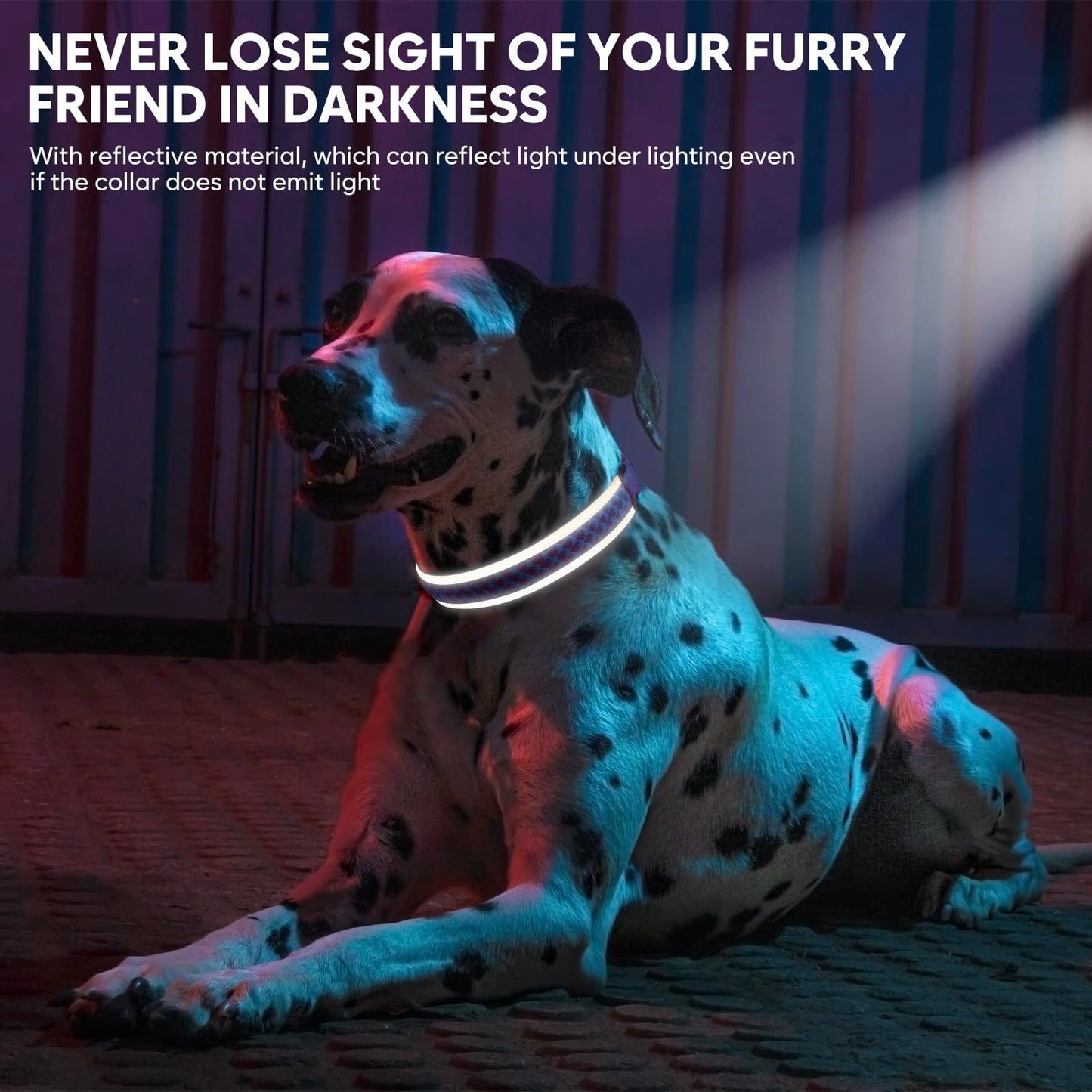 BiPawTi LED Dog Collar - Rechargeable, 3 Light Modes, Glow in The Dark for Night Walking, Large Dogs (Pink, L)