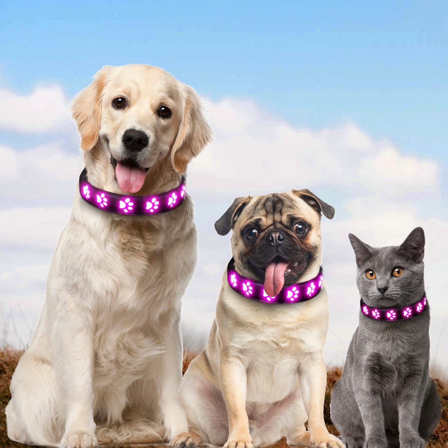 AUAUY Light Up Dog Collar, LED Dog Collar Light USB Rechargeable, Waterproof Flashing PVC Leather Adjustable Glowing Super Bright Dog Light Up Collar for The Dark for Small Medium Large Dogs (Pink-S)