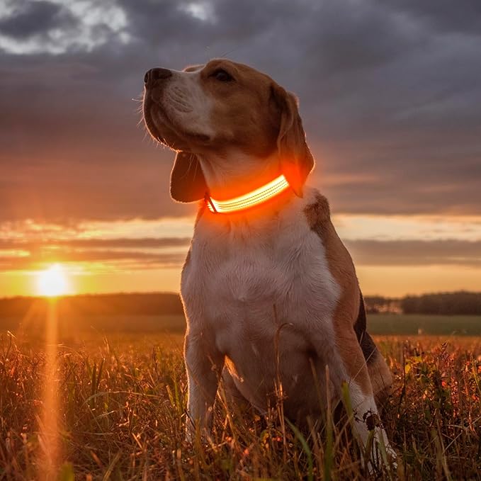 Illumifun Light Up Dog Collar USB Rechargeable LED Dog Collar, Adjustable Blinking Dog Light for Large Dogs (OrangeⅢ, Large)