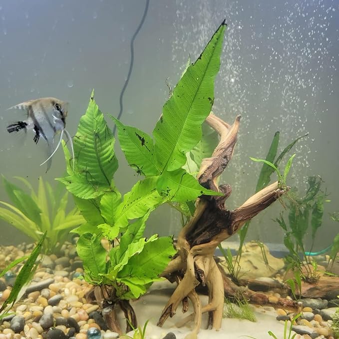 10 Pcs Natural Small Spiderwood for Aquarium, Aquarium Driftwood Freshwater 4-6 Inch, Assorted Size Spider Wood, Twisted Branches for Fishtank Accessories, Reptile Terrariums Decorations