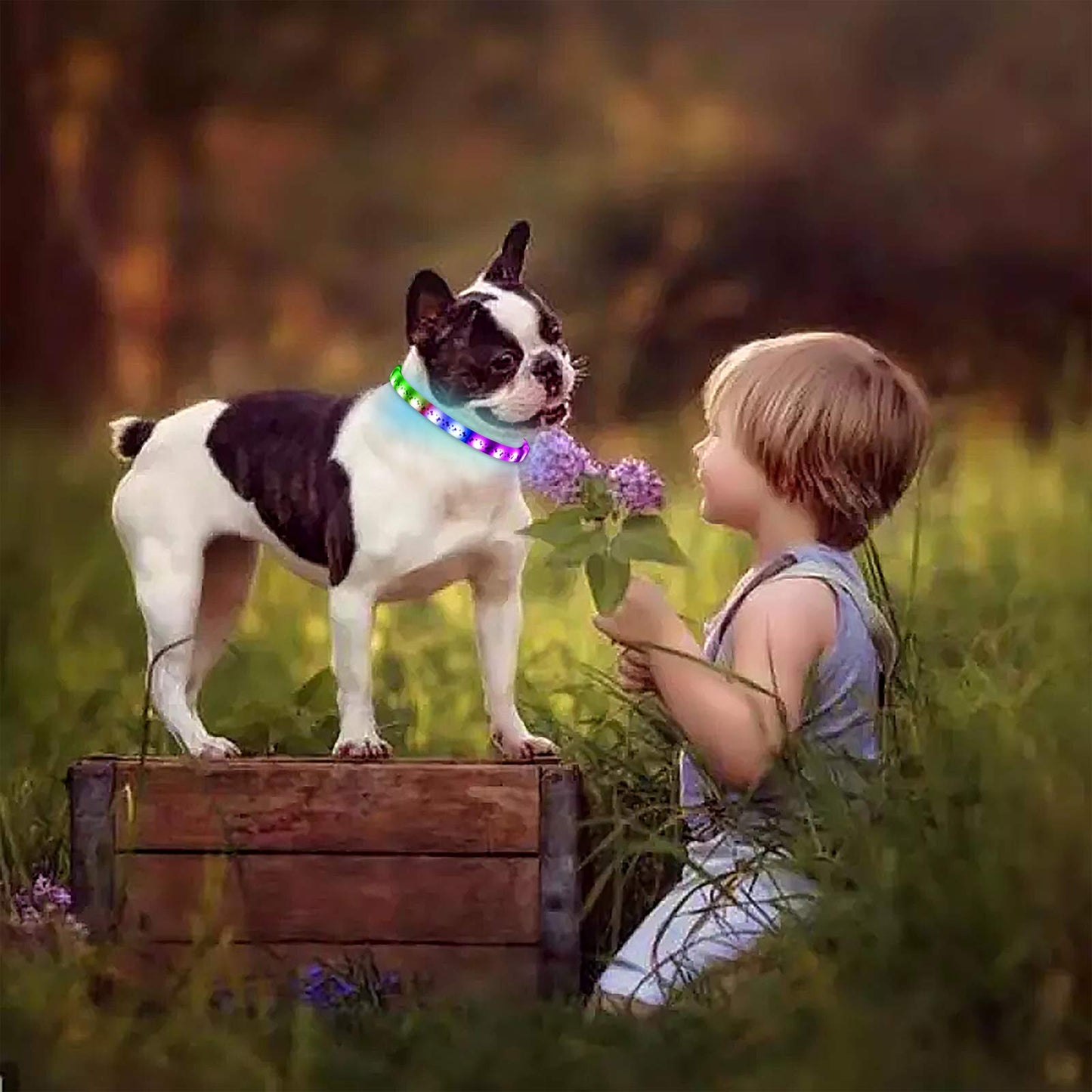 LED Dog Collar - Color Changeable Light Up Dog Collars USB Rechargeable,15 Light Effects Glow in The Dark Collar Weatherproof Fits for Small Medium Large Dog,Keep Your Pets Seen Safety High Visibility