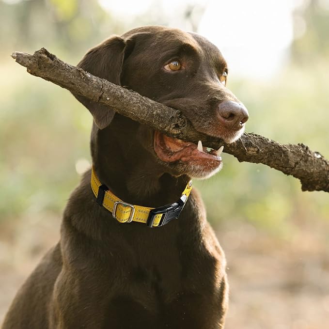 Hikiko Martingale Dog Collars Reflective Nylon Dog Collar with Quick Release Buckle Adjustable Training No Slip Dog Collar (Large, Yellow)