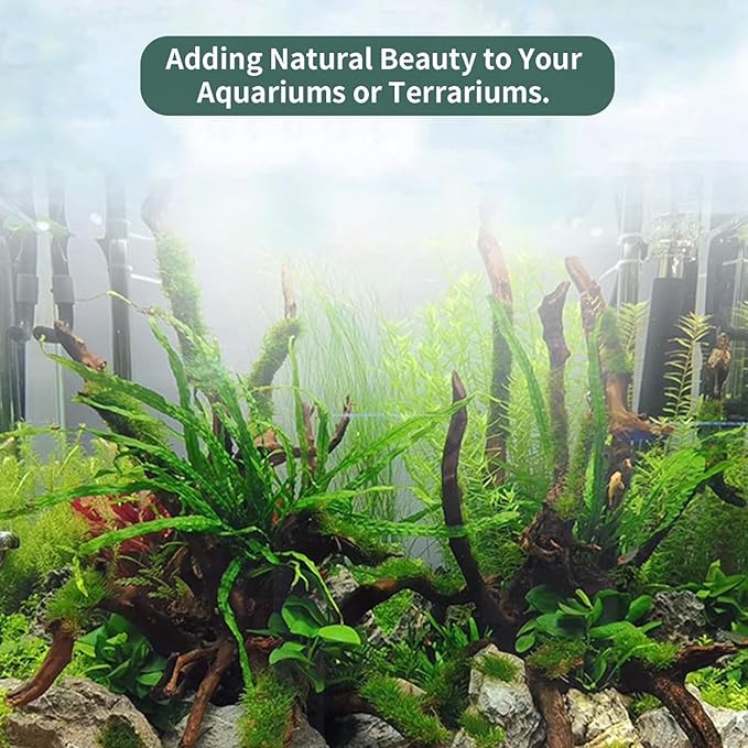 Hamiledyi 3 Pcs Natural Driftwood for Aquarium 7-12 Inch Driftwood Branches Bearded Dragon Accessories Reptiles Aquarium Decoration Assorted Size Natural Habitat Decor Wood for Lizad